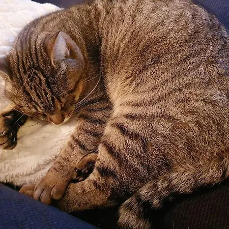 - Quiet And Cosy With Cat And Garden * 奥斯陆