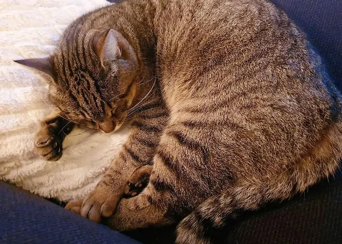 - Quiet And Cosy With Cat And Garden * Oslo